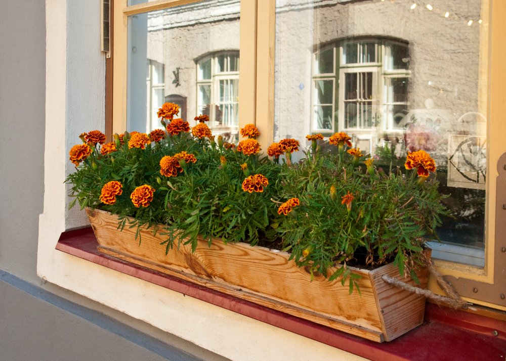 window box planter with orange flowers