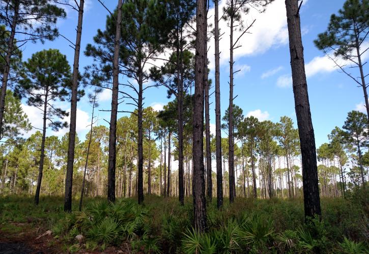 Pumpkin Hill Creek Preserve State Park