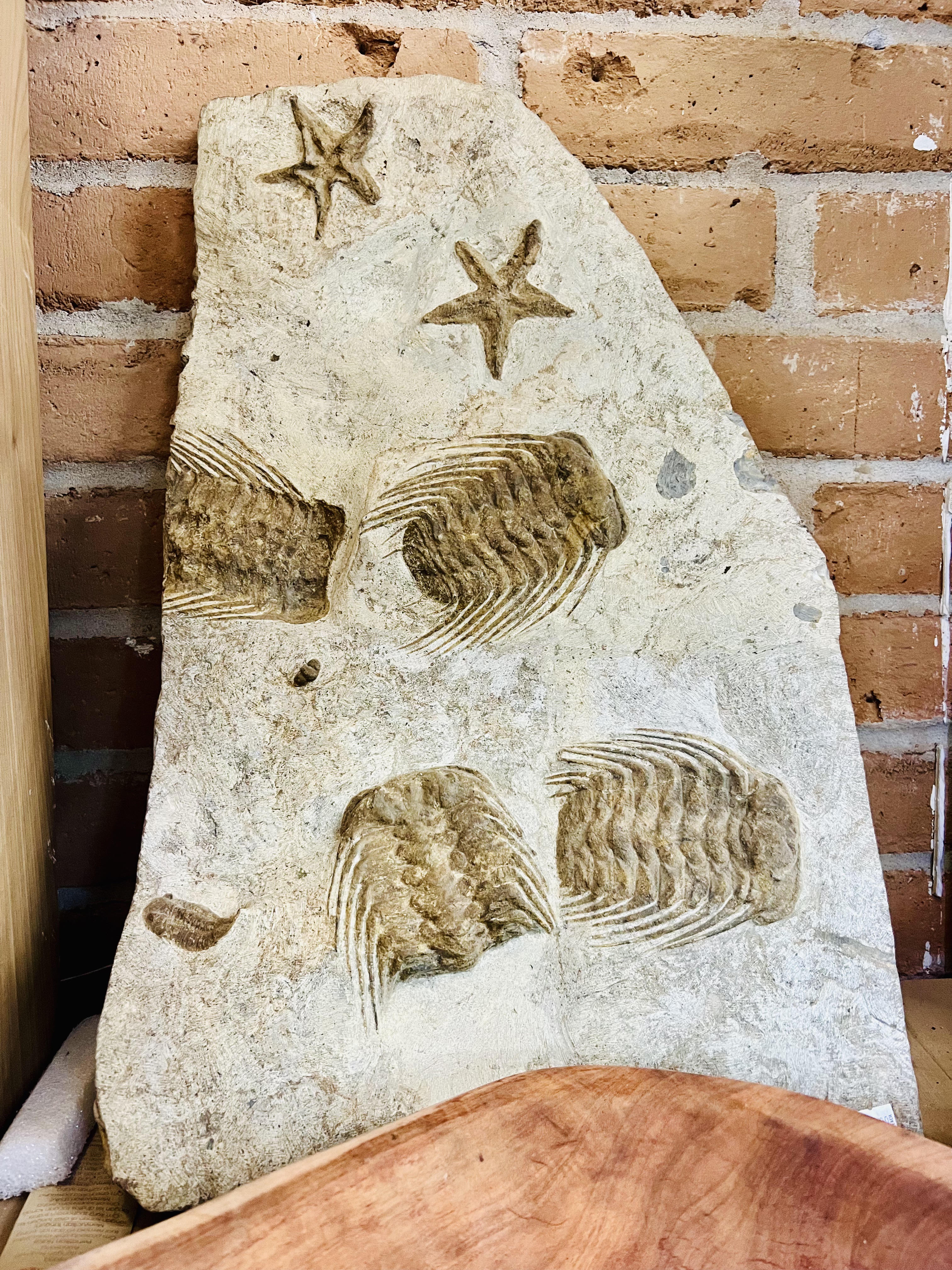 Trilobite fossils are the remains of extinct marine arthropods that lived in the Earth's ancient seas. Trilobites are one of the earliest complex life-forms on the planet. 